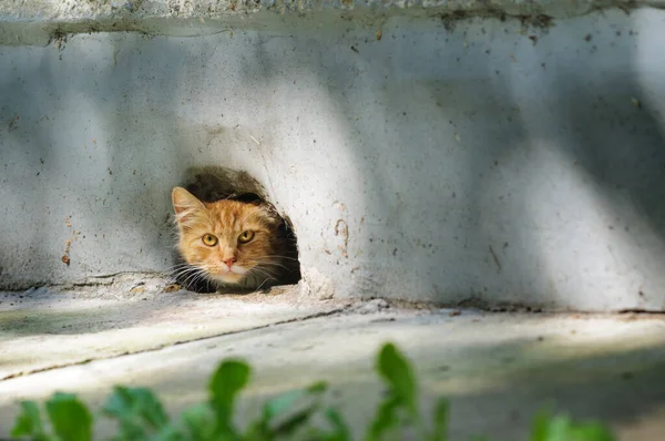 Ginger Cat Looks Hole Wall Copy Space Selective Focus — Stock Photo, Image