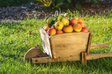 Elmalar yeşil çimlerin üzerinde ahşap bir arabada. Sonbahar meyve hasadı. Güneşli bir gün. Seçici odak
