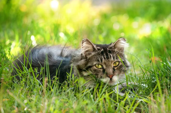 Chat Moelleux Trouve Dans Herbe Regarde Caméra Bokeh Concentration Sélective — Photo