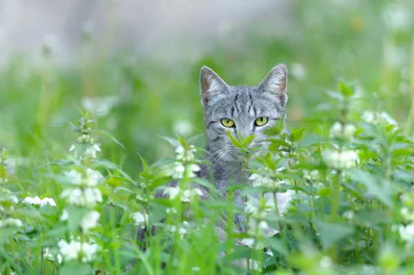 Portret Van Een Kat Brandnetels Geneeskrachtig Kruid Wild Dier Selectieve — Stockfoto