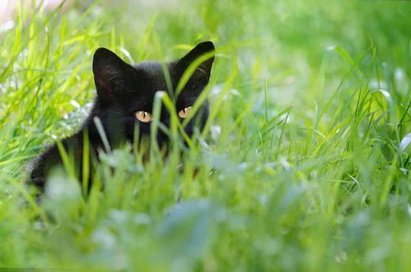 Gato Preto Está Escondido Grama Verde Foco Seletivo Nos Olhos — Fotografia de Stock