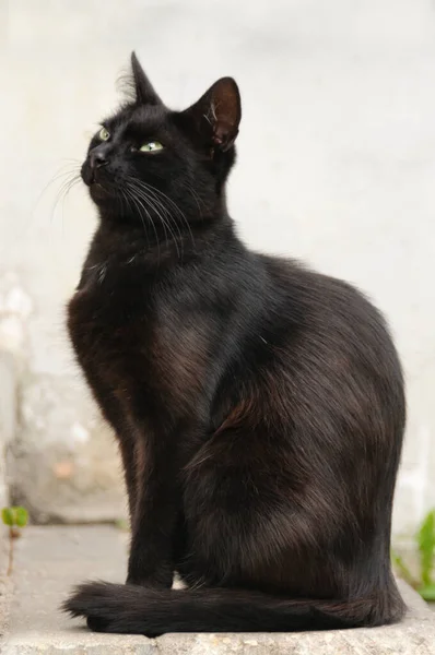 Zarif bir siyah kedi sokakta oturuyor. Profil portresi. Yakın plan. Seçici odak.