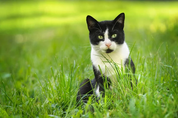 一只黑白相间的猫看着相机的肖像 绿色的自然背景 Bokeh — 图库照片