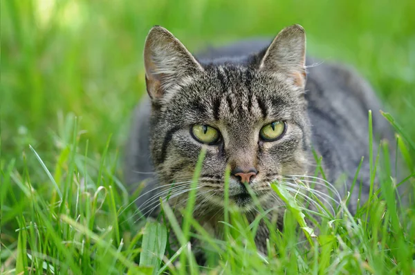 Kot Trawie Zbliżenie — Zdjęcie stockowe