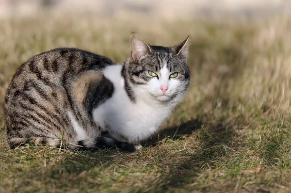 Tabby Zauważył Kota Tle Jesiennej Lub Wiosennej Trawy Skupienie Selektywne — Zdjęcie stockowe