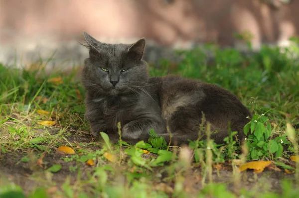 Gato Cinzento Jaz Grama Nos Squints Retrato Outono Foco Seletivo — Fotografia de Stock