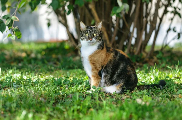 Trójkolorowy Duży Kot Pozuje Przed Kamerą Ulicy Selektywne Skupienie Uwagi — Zdjęcie stockowe