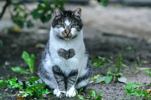 A cat of an unusual color with a heart on the chest. The concept of love for animals, help and hope.
