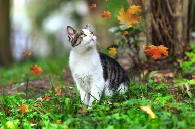 Genç bir kedi düşen sonbahar yapraklarına bakar. Gözlere seçici odaklanma