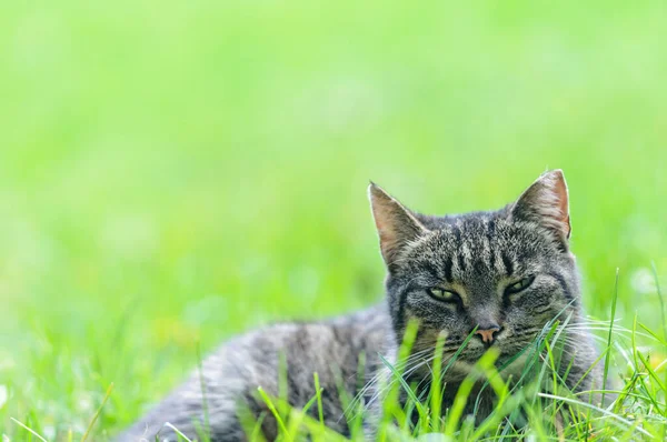 Kot Tabby Leży Trawie Zamazane Tło Miejsce Sms Skupienie Selektywne — Zdjęcie stockowe