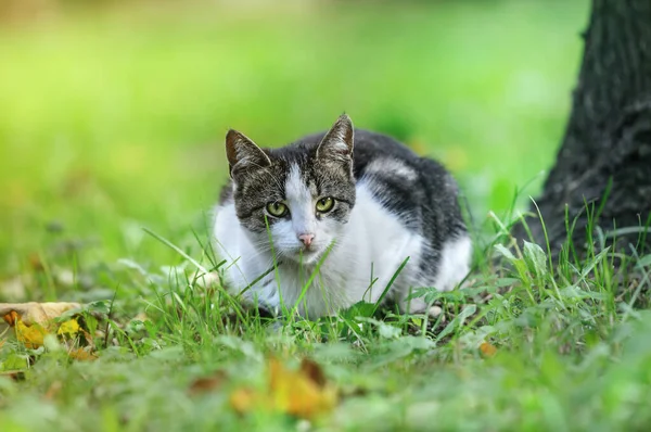 Portret Białego Tabby Kota Patrzy Przodu Leży Obok Drzewa Zielona — Zdjęcie stockowe