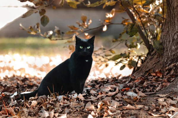 秋天草坪上的黑猫就在树旁边 10月 — 图库照片