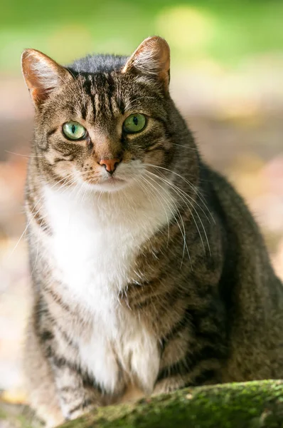 Tabby Gray Cat Looks Camera Close Full Length Portrait Shorthaired — Stock Photo, Image