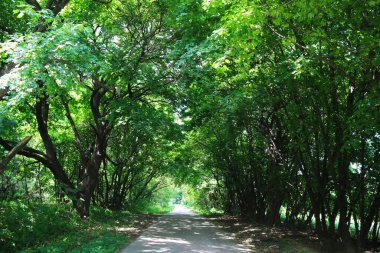 Parlak, güneşli bir öğleden sonra, uzak bir yola çıkan yemyeşil bir ormanın güzel serin manzarası.