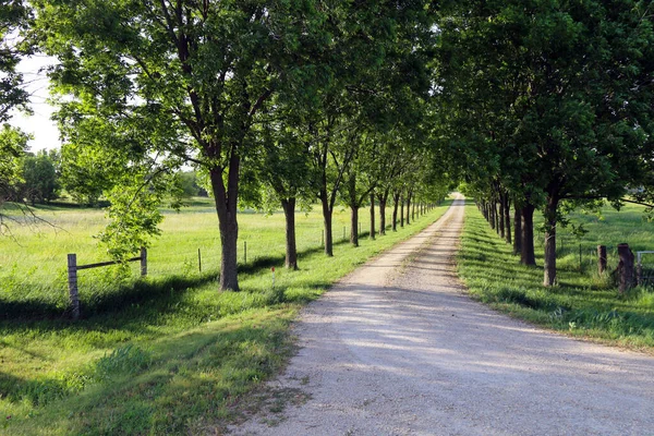 Güzel bir ağaç astarlı toprak yol, yemyeşil bir çayıra doğru gidiyor.