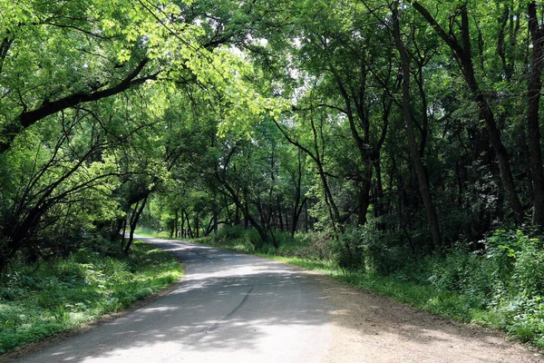 Uma Estrada Pavimentada Velha Que Corre Através Uma Floresta Bonita — Fotografia de Stock