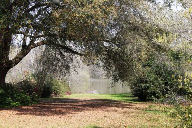 Güzel kıvrımlı büyük bir ağaç göl kıyısında bir patikanın üzerinde.