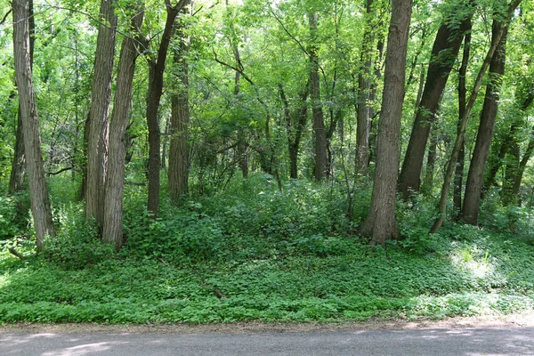 Bosque Exuberante Tranquilo Que Crece Día Soleado — Foto de Stock