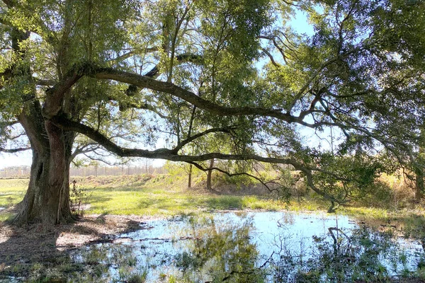 Gran Árbol Cerca Estanque Reflejo Día Soleado — Foto de Stock