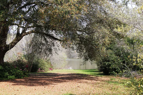 Güzel kıvrımlı büyük bir ağaç göl kıyısında bir patikanın üzerinde.