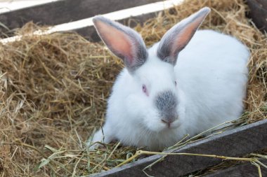 Büyük beyaz tavşan samanlı tahta bir kutuda