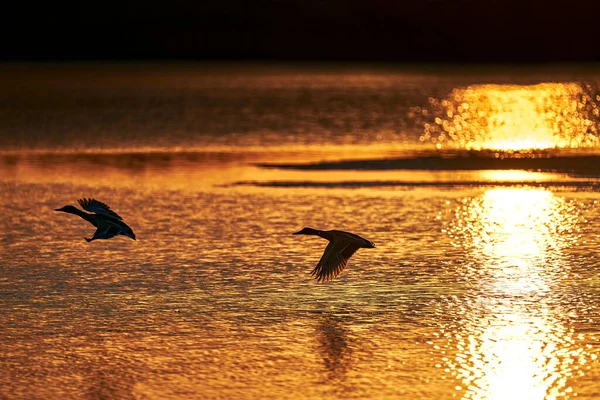 Bebek Terbang Danau Saat Matahari Terbit — Stok Foto