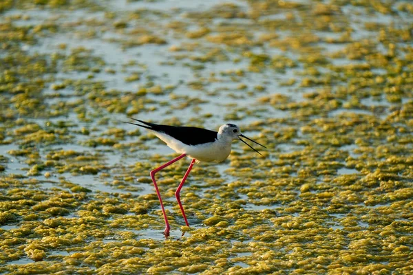 Vanlig Stork Grund Sjö Som Letar Efter Mat Bland Algerna — Stockfoto