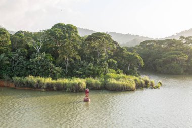 Panama Kanalı'nın yeşil yoğun orman.