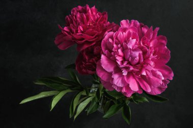 Güzel pembe peonies koyu arka plan üzerinde. Çiçekli natürmort