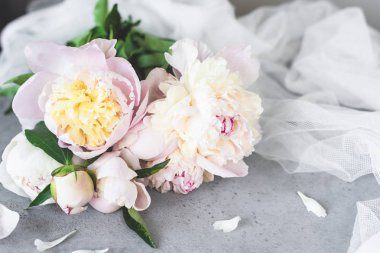 Pembe beyaz Pastel şakayık çiçekleri gri beton zemin üzerine