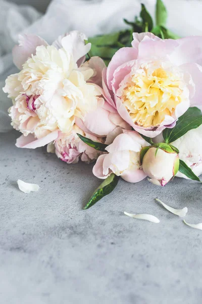 Güzel pastel peonies gri beton zemin üzerine
