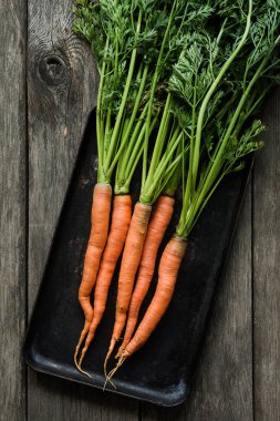 Havuç yeşil üstleri, taze çiftlik yiyecek hasat ile