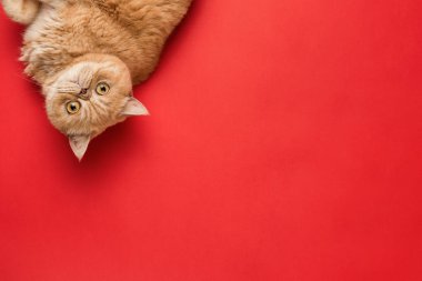 Zencefil egzotik shorthair kedi