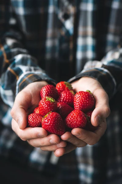 Çilek yığınıtutan eller