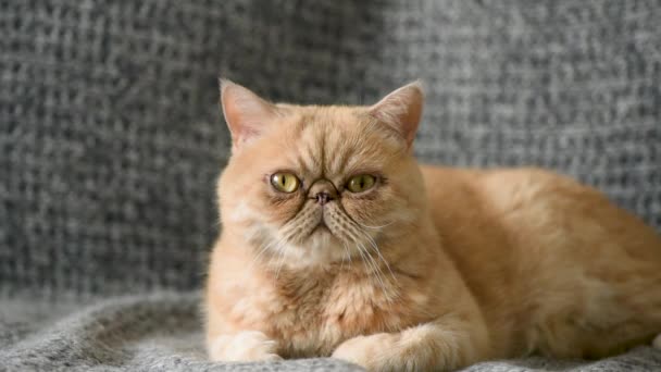 Lindo Doméstico Exótico Taquigrafía Gato Acostado Gris Cama Con Gruñón — Vídeos de Stock