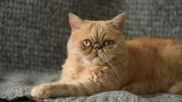 Aranyos hazai egzotikus Shorthair Cat fektetése szürke ágy Grumpy Face