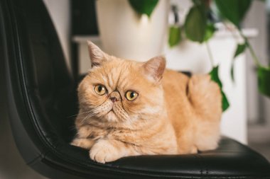 Siyah Sandalye üzerinde Zencefil Egzotik Shorthair Kedi