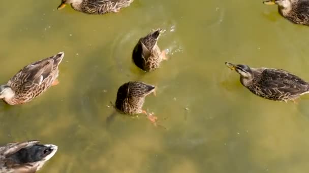 Stockenten Schwimmen Schmutzigen Wasser Tauchen Nahrung Fressen Lustige Enten — Stockvideo