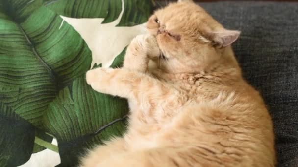 Lustige Süße Katze Leckt Pfoten Ingwer Exotische Kurzhaarkatze Liegt Auf — Stockvideo