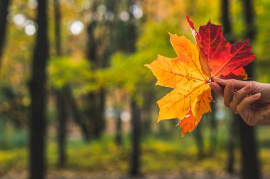 el akçaağaç yaprakları