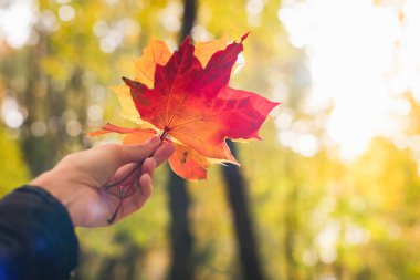 Kadınların elinde akçaağaç yaprağı var.