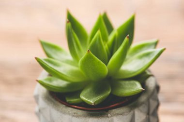 Beton saksıdaki sulu bitki yakın çekim görüntüsü