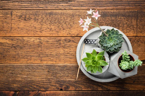 Group of succulent plants in concrete plant pots on a wooden table background. Modern domestic flowers Succulents. Top view copy space