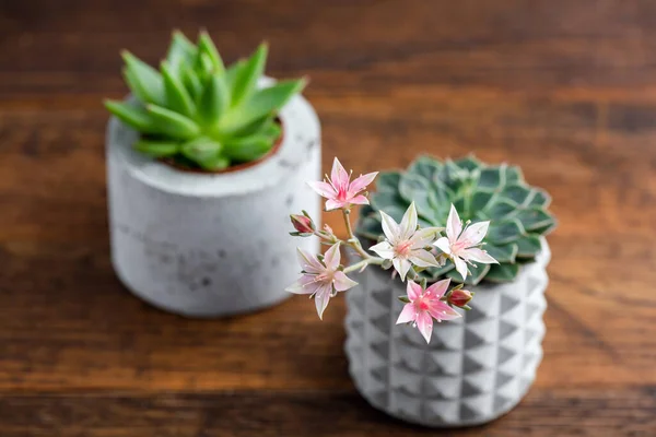 Succulent plants in concrete plant pots on a wooden table. Succulent flower bloom
