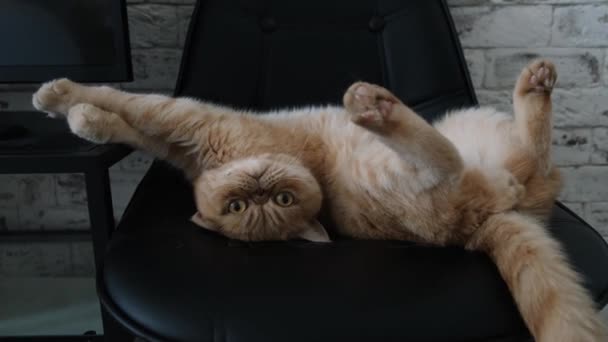 Exotic Shorthair Cat Playing Black Leather Chair Super Funny Cat — Stock Video