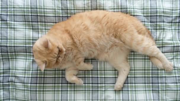 遊び心のあるエキゾチックな短い髪の猫のベッドの上に横たわって トップビュー ふわふわ国内エキゾチックな猫 — ストック動画