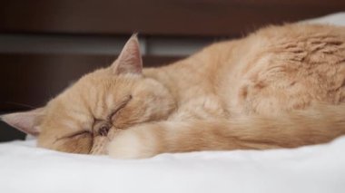 Egzotik kısa hava kedisi uyuyor. Düz yüzlü, tatlı, komik kedi yatakta uyuyor.