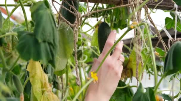 Recogiendo Pepinos Orgánicos Invernadero Mano Femenina Recogiendo Pepinos Cultivo Verduras — Vídeos de Stock