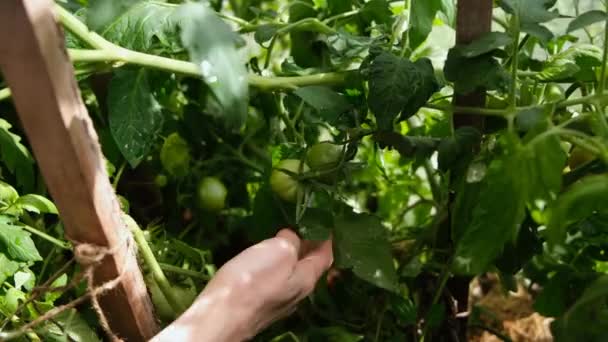 Zielone Pomidory Winorośli Rosnącej Szklarni Produkcja Ekologiczna Warzyw Domowych — Wideo stockowe
