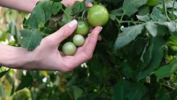 土生土长的绿色西红柿在绿色房子的葡萄藤上 有机西红柿的种植 — 图库视频影像